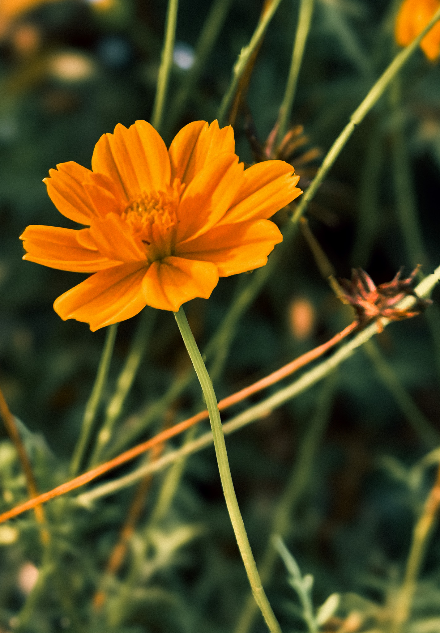 Cosmos is everywhere