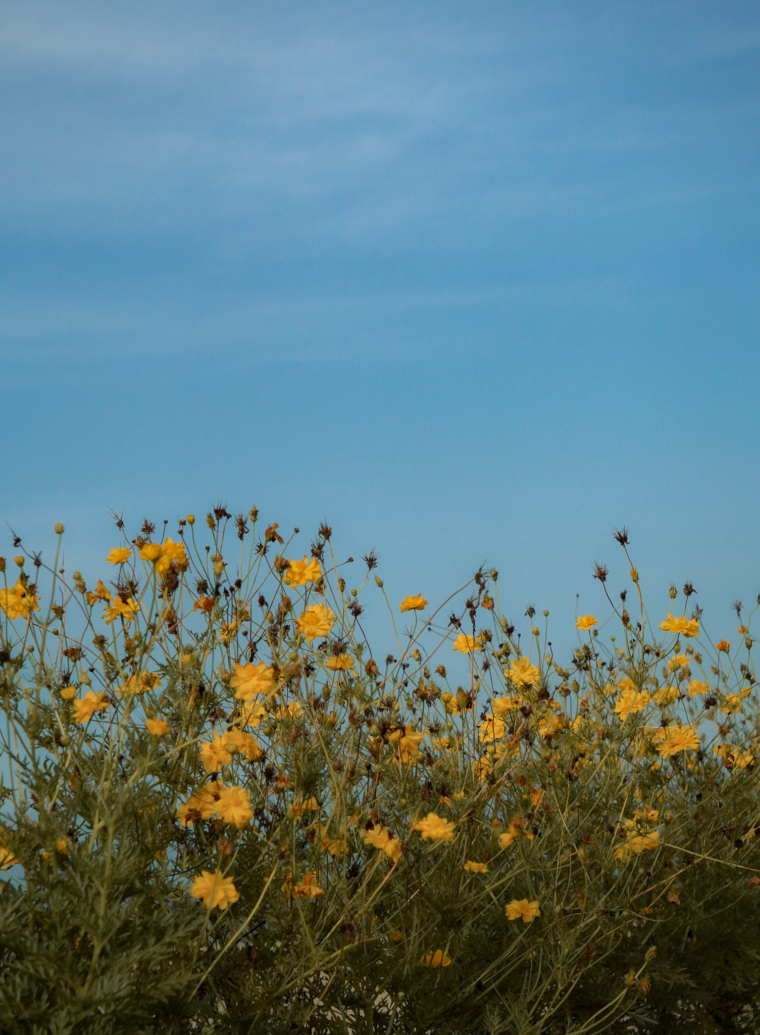 Sulfur Cosmos